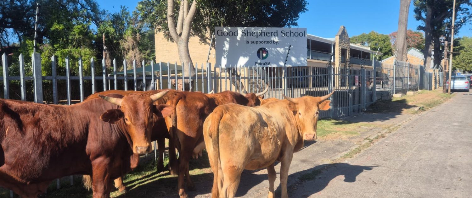 Cows outside Good Shep